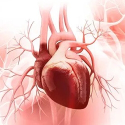آنژیوگرافی قلب چیست و در چه مواقعی انجام می شود؟